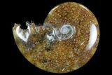 Polished, Agatized Ammonite (Cleoniceras) - Madagascar #97264-1